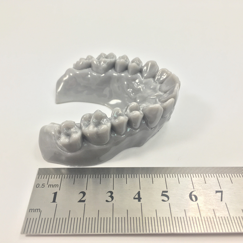Stomatologie - model rekonstrukce chrupu v měřítku Stomatologie - model rekonstrukce chrupu v měřítku